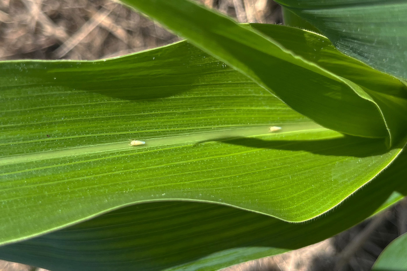 corn leaf with two small white insects